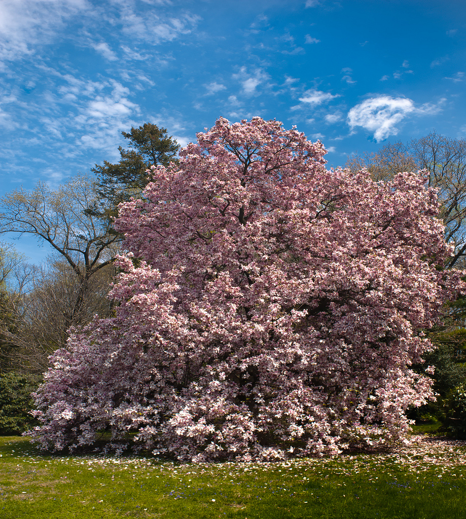 Magnolia